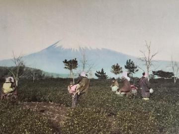 Fuji from Tea Garden, Shizuoka