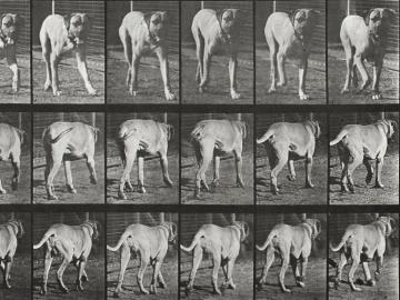Walking dog, plate of Animal Locomotion
