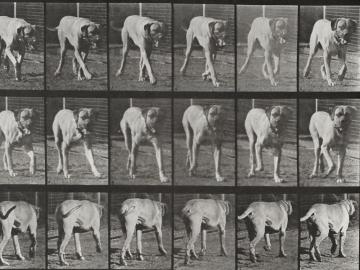 Marching dog, plate of Animal Locomotion