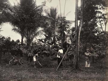 Plantation de cacao, Buitenzorg 