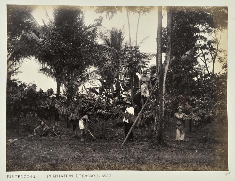 Plantation de cacao, Buitenzorg 