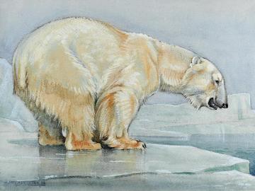 Polar Bear on the Ice Floe