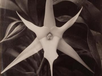 Angraecum sesquipedale
