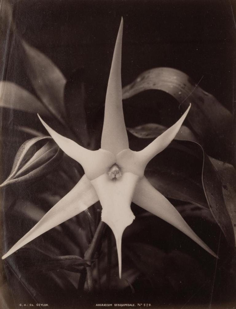 Angraecum sesquipedale