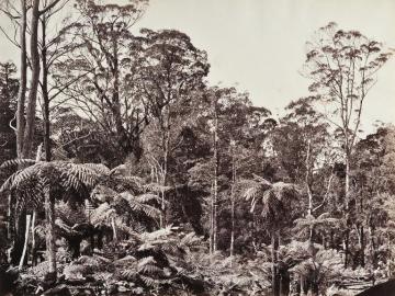 Forêt de fougères arborescentes, Mont Wilson, Australie