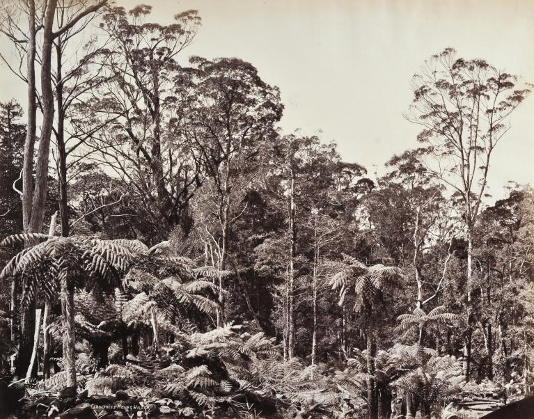 Forêt de fougères arborescentes, Mont Wilson, Australie