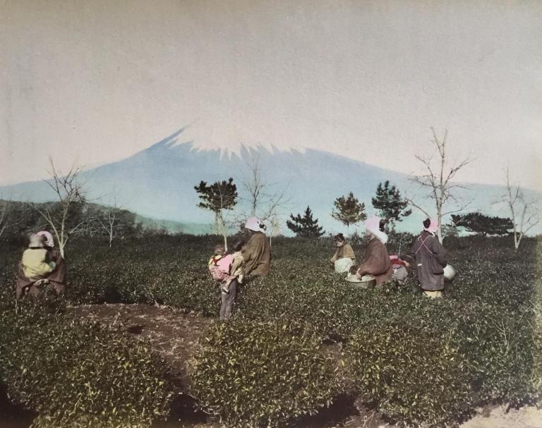 Fuji from Tea Garden, Shizuoka