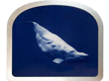 Beluga Whale (Icons of the ocean)