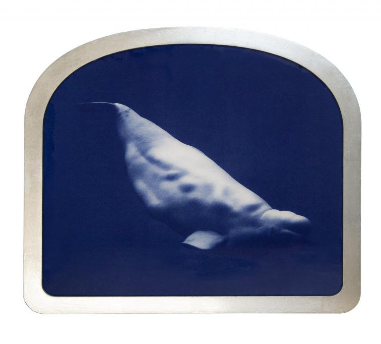 Beluga Whale (Icons of the ocean)