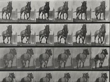 Cheval d'attelage, planche d'Animal Locomotion