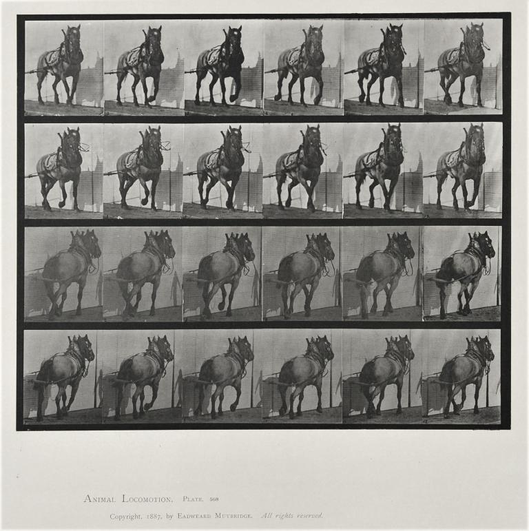 Cheval d'attelage, planche d'Animal Locomotion