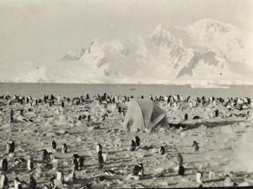 Penguins Rookery, Graham 's Land