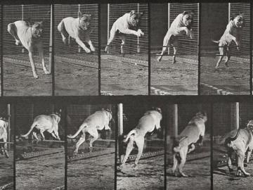 Chien courant planche d'Animal Locomotion