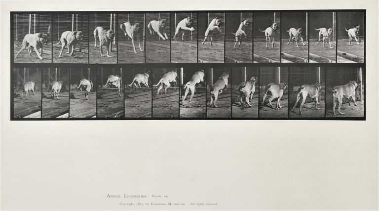 Chien courant planche d'Animal Locomotion