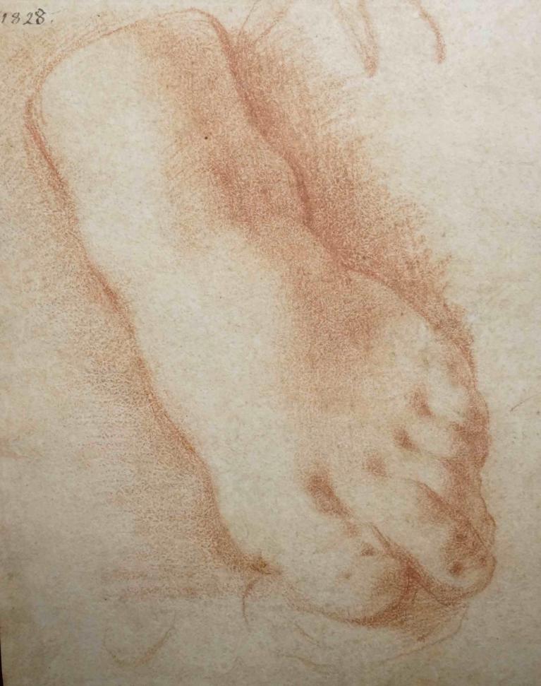 Study of a foot