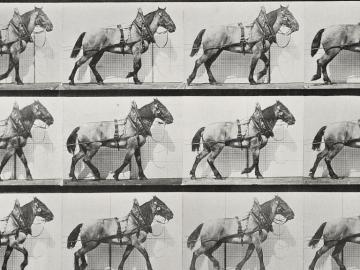 Cheval d'attelage, planche d'Animal Locomotion