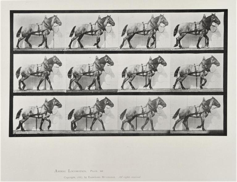 Cheval d'attelage, planche d'Animal Locomotion