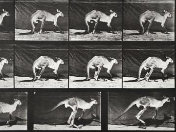 Kangaroo jumping, plate of Animal Locomotion