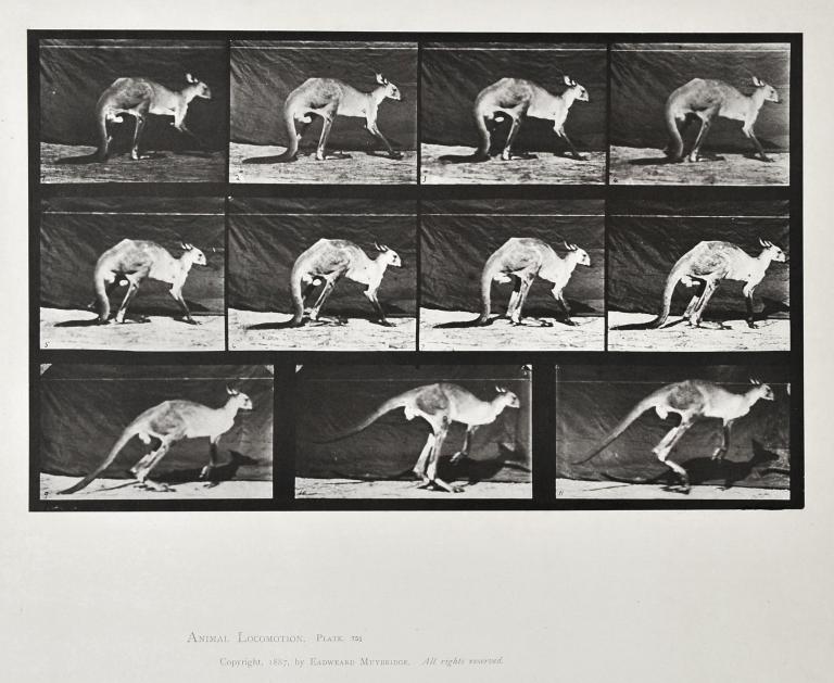 Kangaroo jumping, plate of Animal Locomotion
