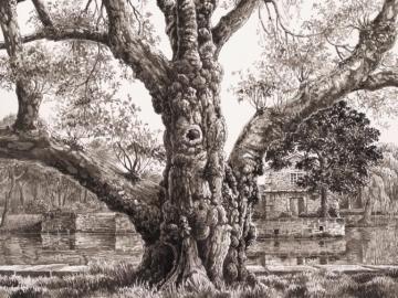 Plane tree of the Charente river