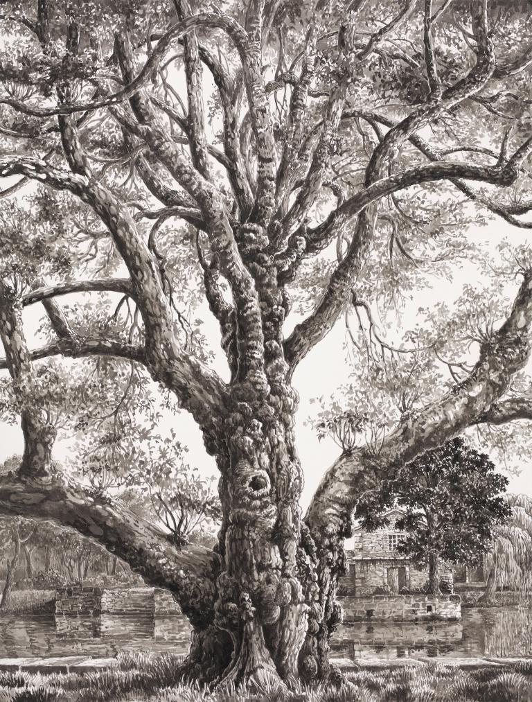 Plane tree of the Charente river