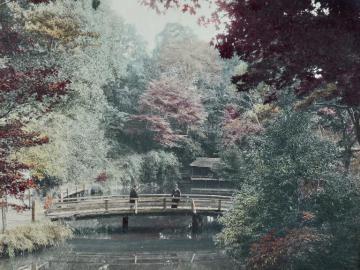 Maple trees at Oji near Tokyo, Autumn