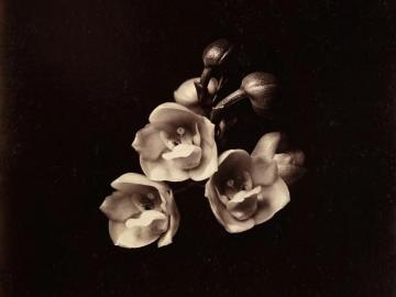 Peristeria Elata, The Dove Plant,