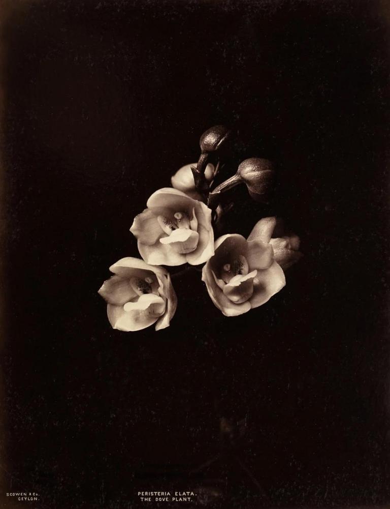 Peristeria Elata, The Dove Plant,
