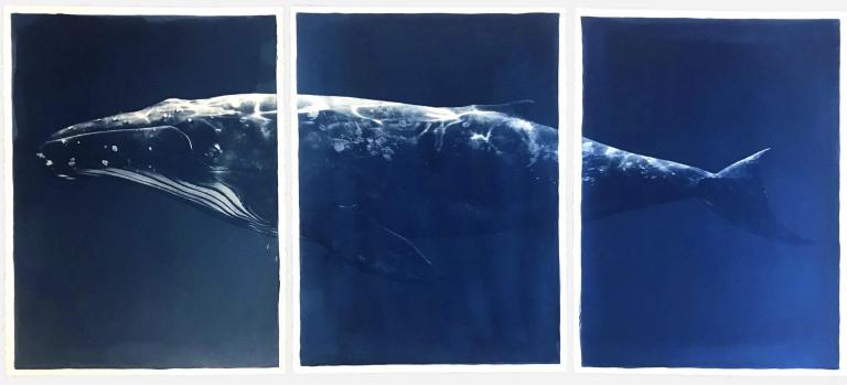 Megaptera, Whale Trilogy