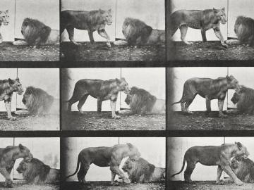 Lion et lionne, planche de Animal Locomotion