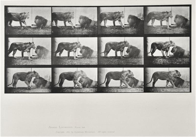 Lion et lionne, planche de Animal Locomotion