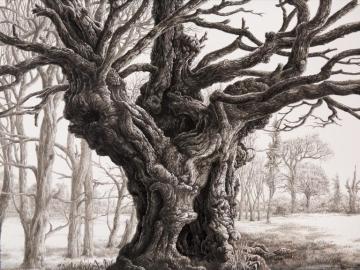 Dreaming at the foot of the oak, 2025