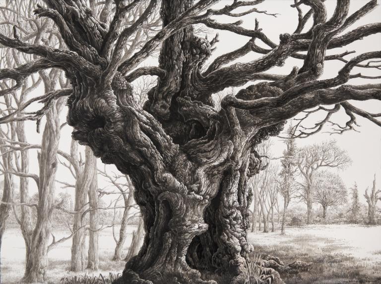 Dreaming at the foot of the oak, 2025