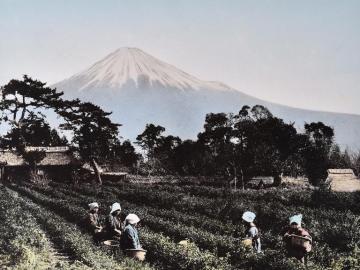 Fujiyama from tea plantation, Shizuoka, Tokaido