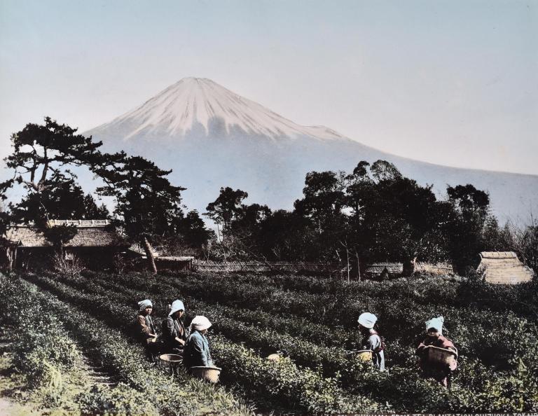 Fujiyama from tea plantation, Shizuoka, Tokaido