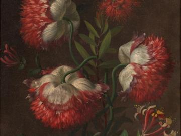 Étude de fleurs (Pavot somnifères, Chèvrefeuille des bois et Callistemon)