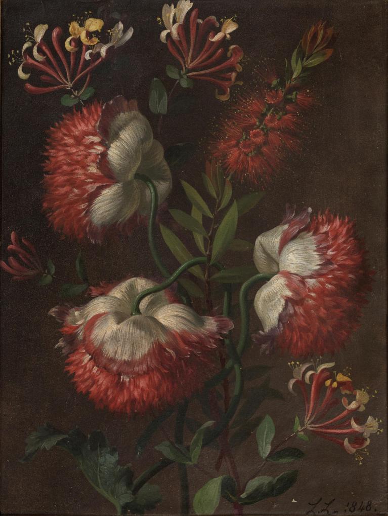 Étude de fleurs (Pavot somnifères, Chèvrefeuille des bois et Callistemon)