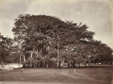 Banian Trees