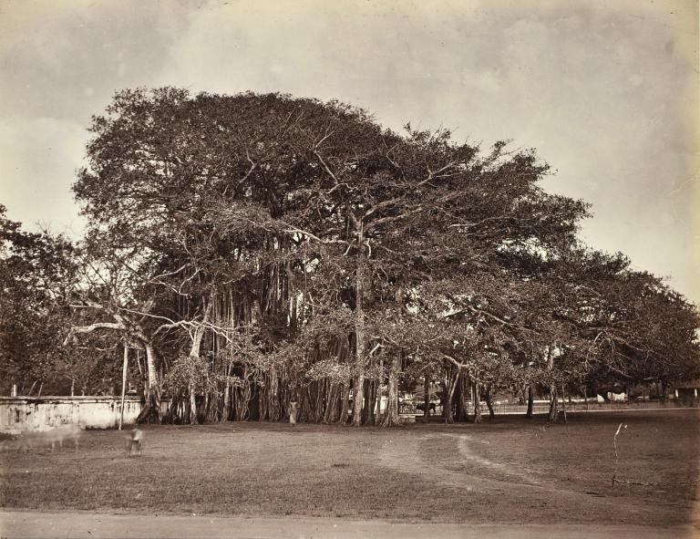 Banian Trees