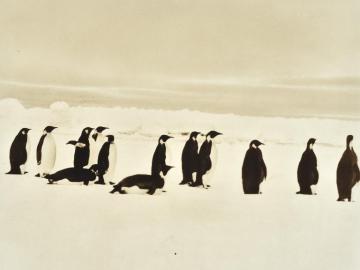 Penguins on the ice floe, Antarctica