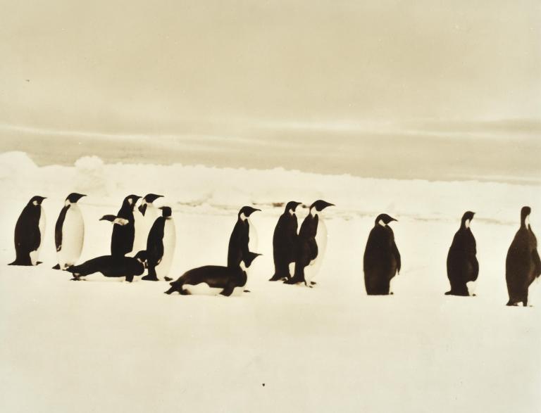 Manchots sur la banquise, Antarctique