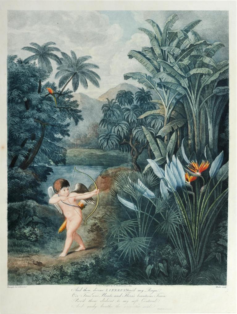 Cupidon inspirant l'Amour aux plantes