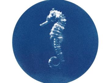 Seahorse (Underwater wonders)