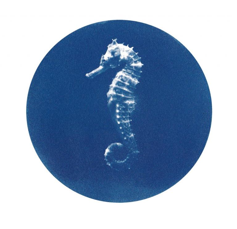 Seahorse (Underwater wonders)