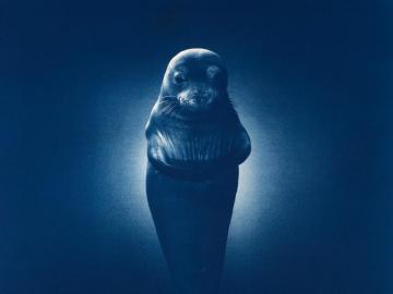 Hawaiian Monk Seal (Icons of the ocean)