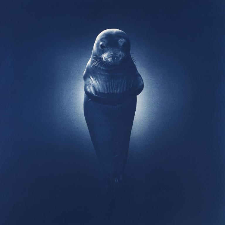 Hawaiian Monk Seal (Icons of the ocean)
