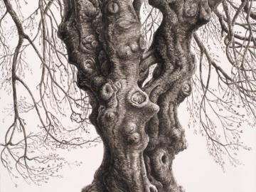 The resilient (Beech tree of the parc Monceau), 2025