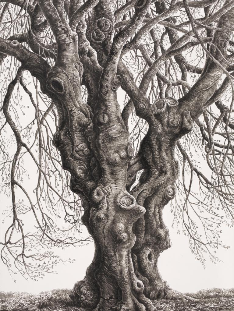 The resilient (Beech tree of the parc Monceau), 2025