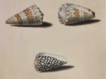 Study of shells after life (Conus)