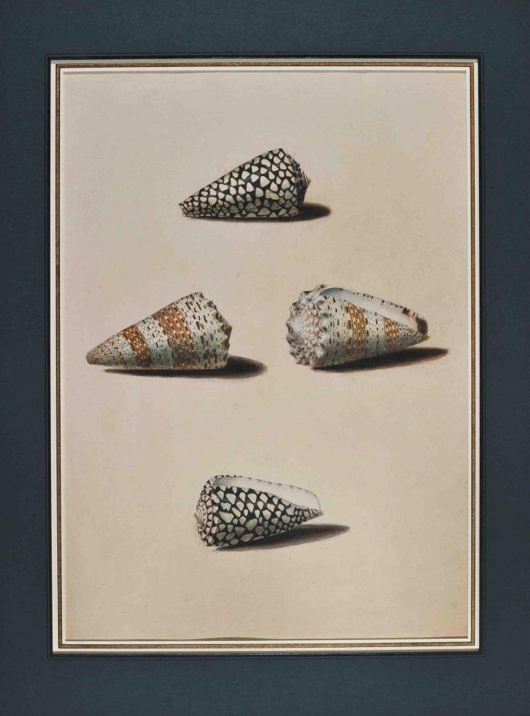 Study of shells after life (Conus)
